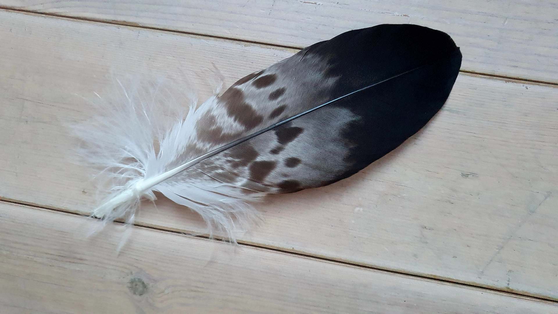 Steinadlerfeder zum Abschied